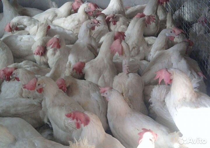 Куры несушки