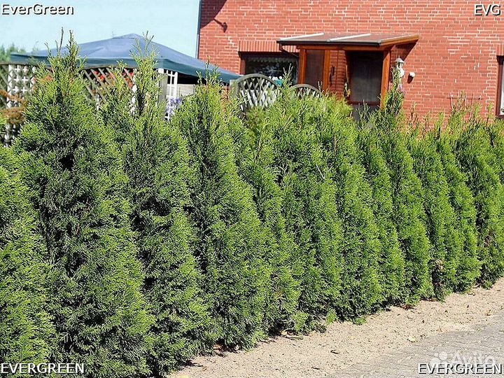 Туи премиум