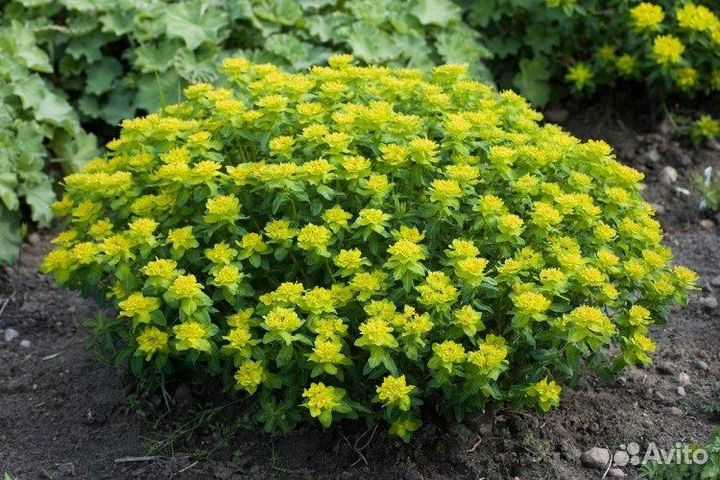 Молочай многоцветковый