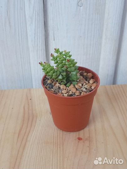 Крассулы,седум, каланхоэ, гаптопеталум Альтаир