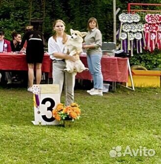 Услуги хендлера