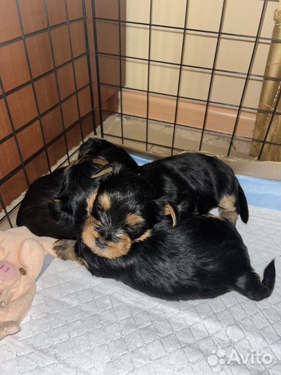 Йоркширский терьер мини