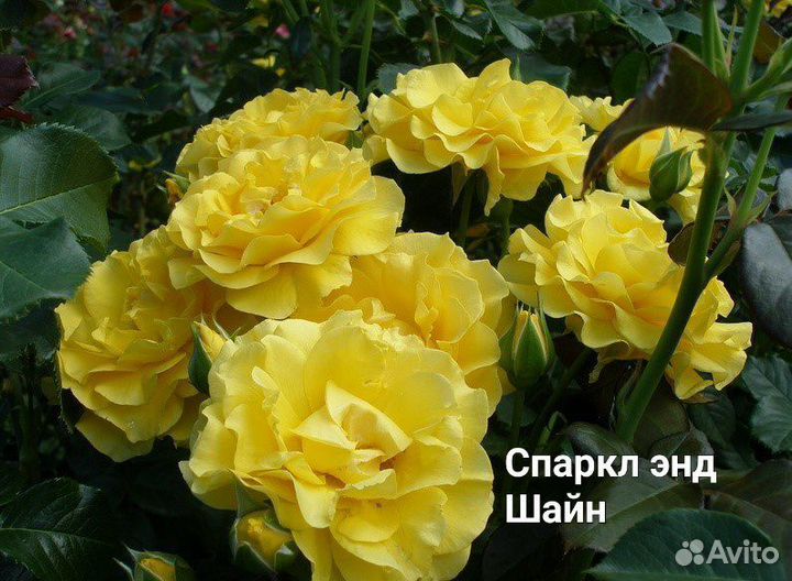 Роза Спаркл энд Шайн и др