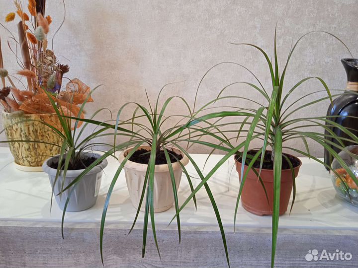 Комнатные цветы.Драцены,аглаонемы,дримиопсис