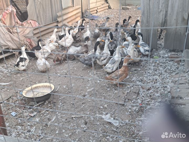 Утки фаворит