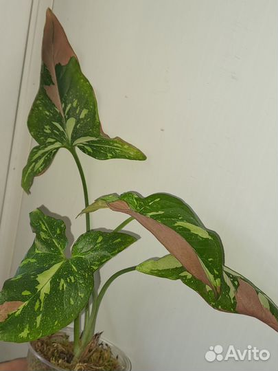 Сингониум Red spot Tricolor