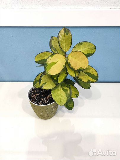 Хойя Лиза, Матильда