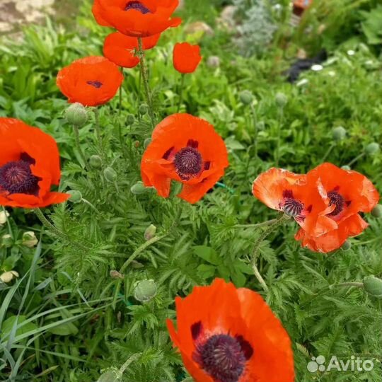 Многолетники, цветущие в июне