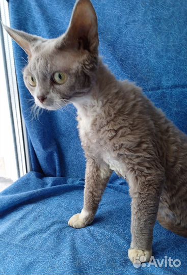 Коты подрощенные