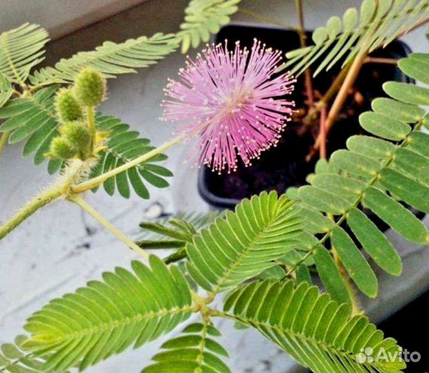 Мимоза стыдливая