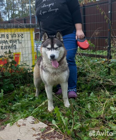 Сибирский хаски почти