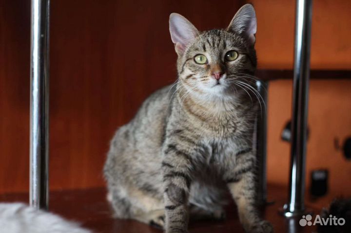 Кот Тигр в добрые руки