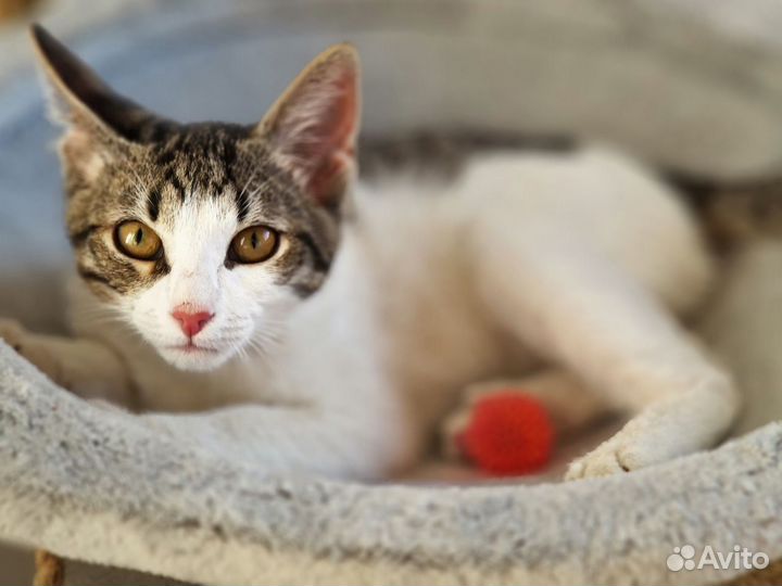 Котенок Тоши в дар