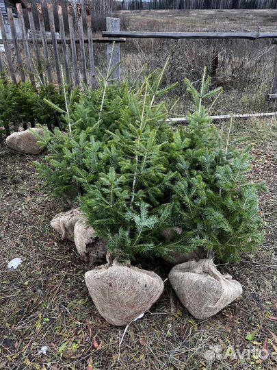 Елки новогоднии оптом