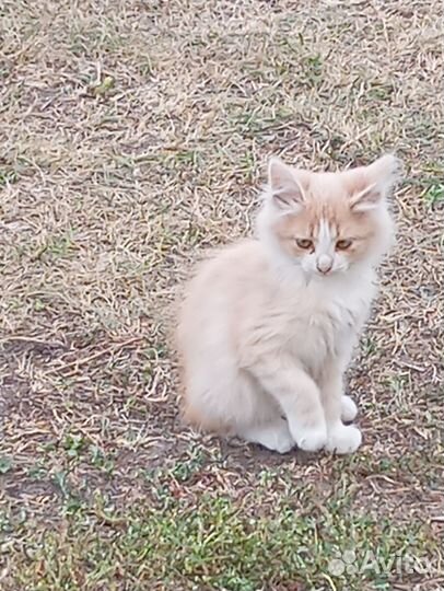 Котики бесплатно в добрые руки