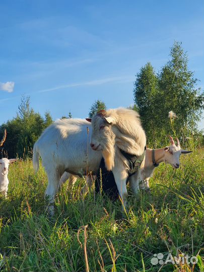 Козел зааненский