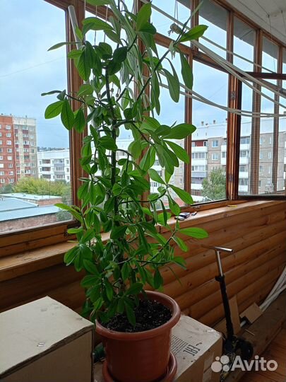 Цветок Синадениум