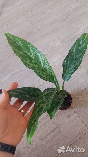Алоказия, аглаонема дарк, Арктик, липстик, калатея