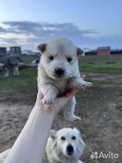 Щенок в добрые руки
