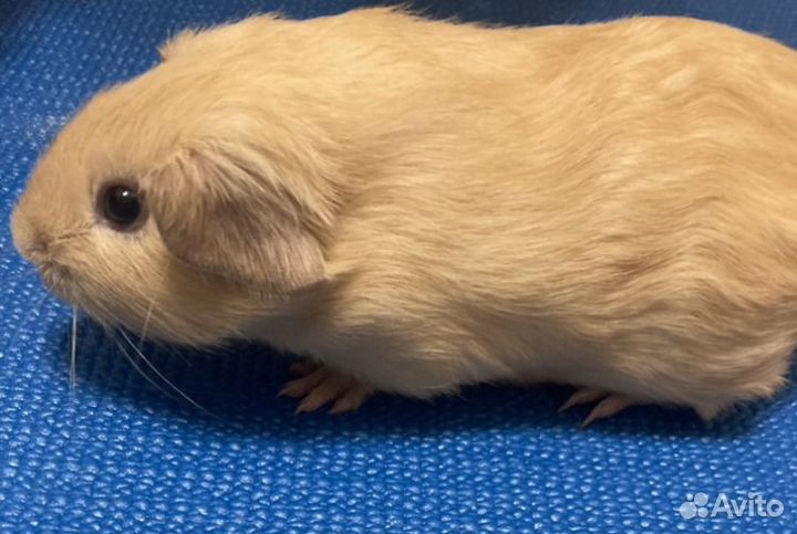 Морская свинка английский селф