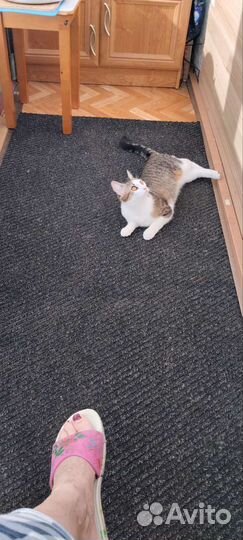 Отдам бесплатно