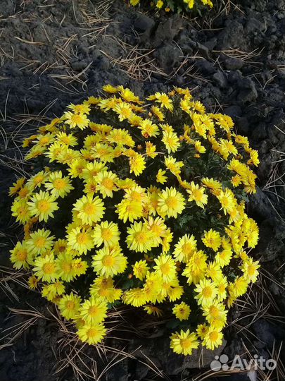 Цветы для сада