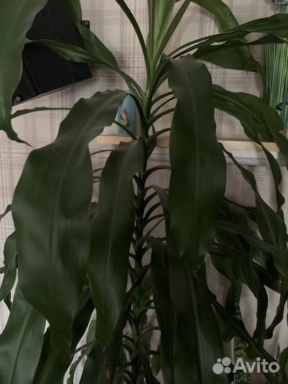 Пальма драцена душистая