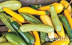 Кабачки домашние