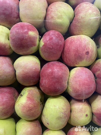 Яблоки новый урожай