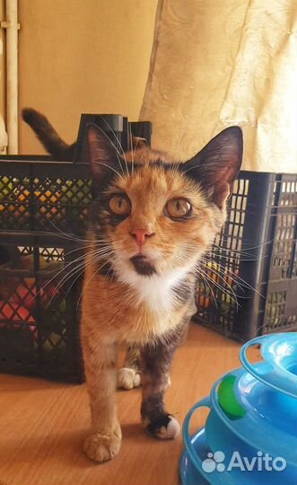 Кошка в дар