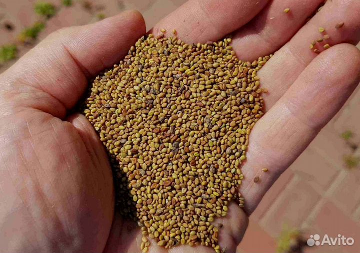 Донник Желтый, однолетний оптом