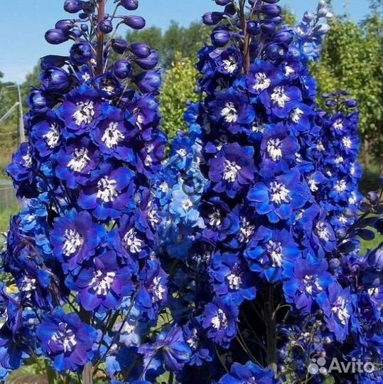 Дельфиниум,рассада