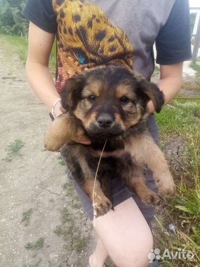 Крупные щенки в добрые руки