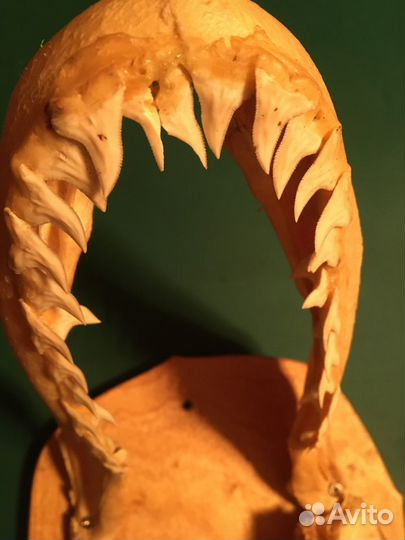 Челюсть акулы