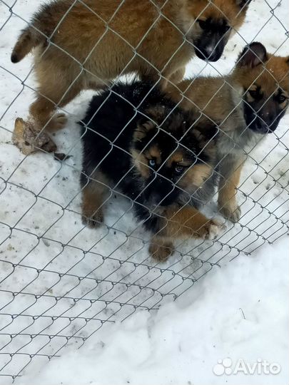 Щенки хаски, привитые с ветеринарным паспортом
