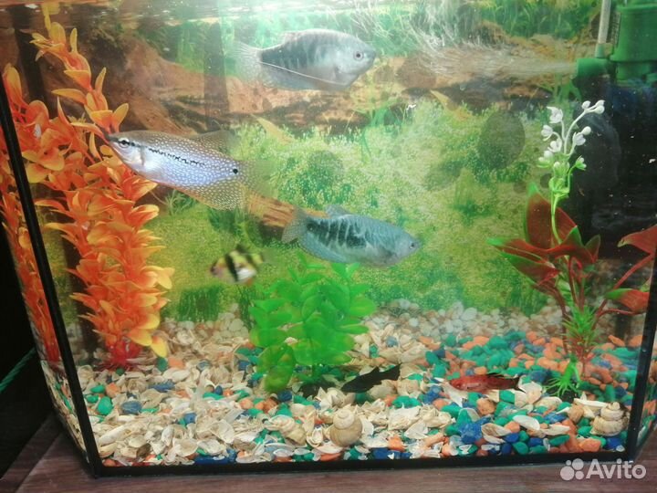 Украшение для аквариума