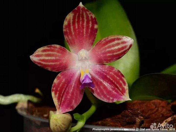 Орхидея фаленопсис, 7 сортов