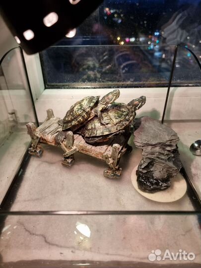 Красноухие черепахи