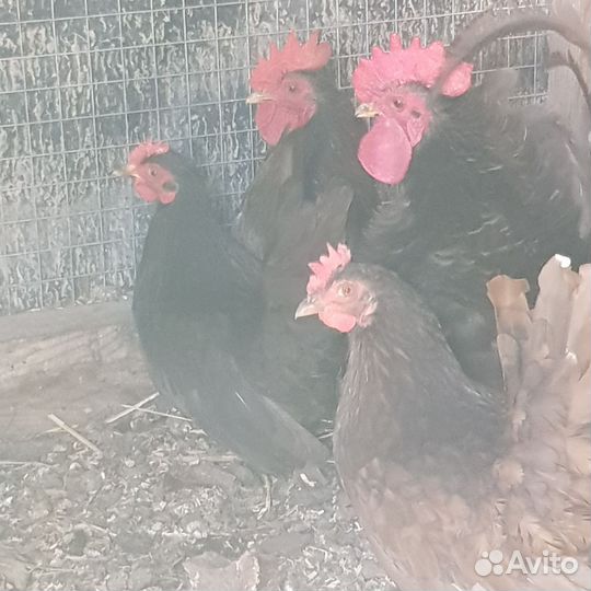 Пара шоколадных шабо