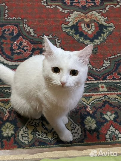 Кошка турецкая ангора