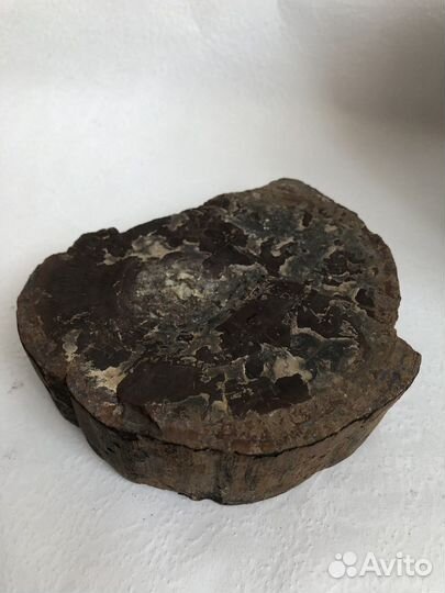 Окаменелое дерево