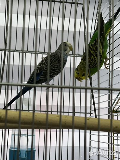 Волнистый попугай пара