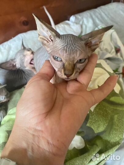 Канадский сфинкс