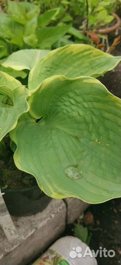 Хоста гиганская