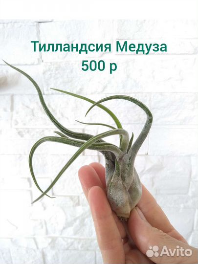 Тилландсии атмосферные ч.1