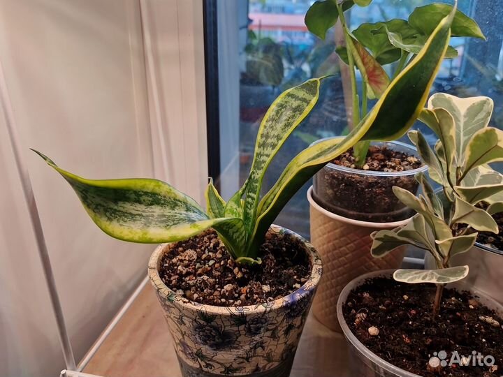 Сансевиерия