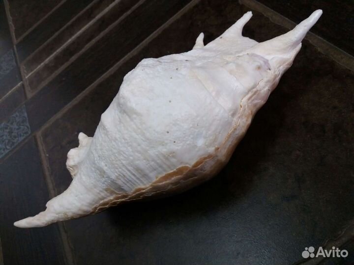 Ракушка, раковина Lambis trunkata, морская звезда