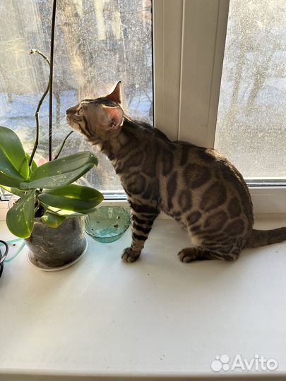 Бенгальский кот вязка