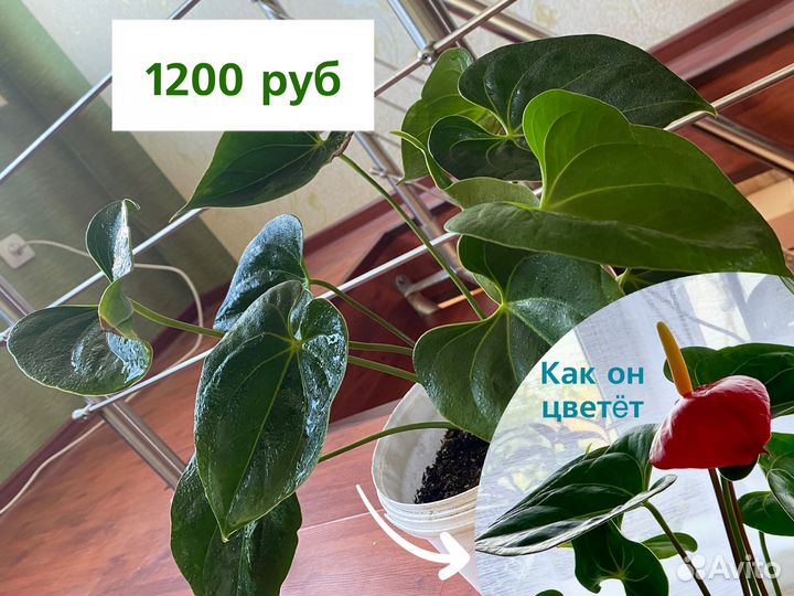 Комнатные цветы домашние растения цветы в кашпо