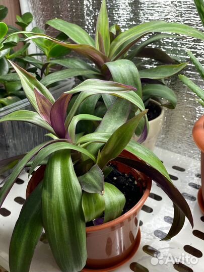 Комнатные растения